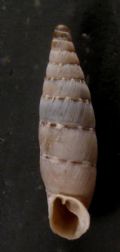 Papillifera papillaris